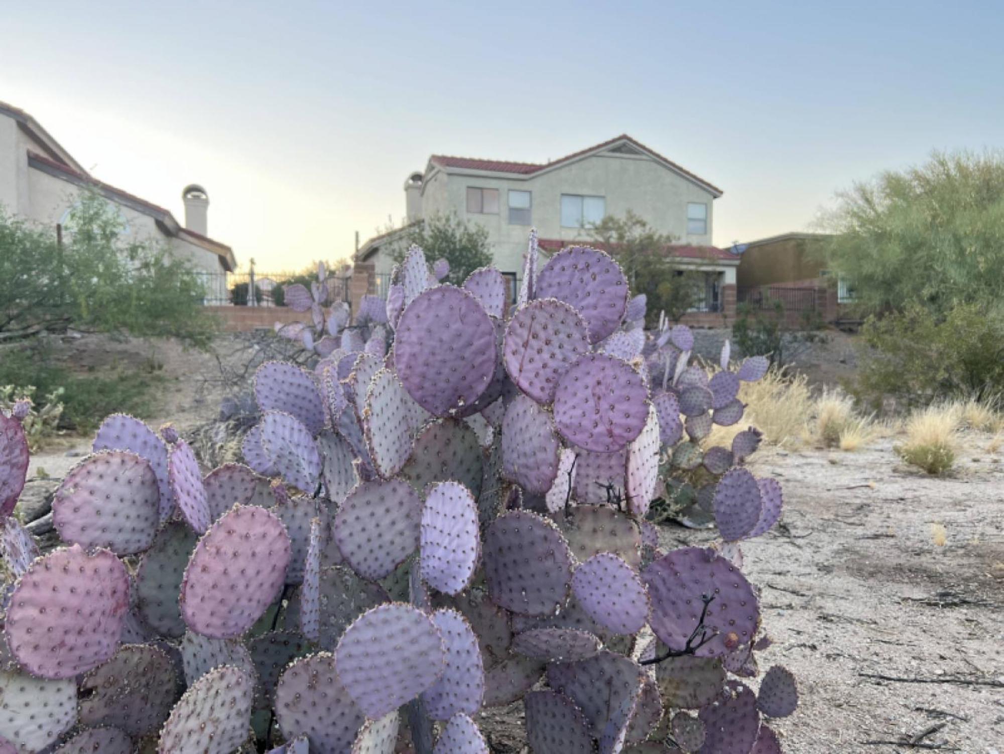 Private Home - Billiards, Mountain Views, Private Desert Access, Hoa Pool & Spa, Bbq, At Lambert Park - Bourbondale Tucson Exterior photo